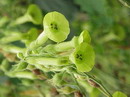 Nicotiana Alata